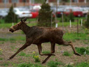 Not the moose mentioned in the story, but a moose nonetheless. 

(Postmedia Network file photo)