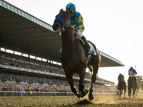 American Pharoah (USA Today Sports)