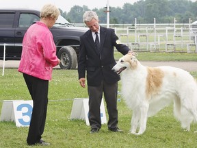 Judge Denys Janssen checks out Grayer, a Borzoi handled by Craig Watt at the All Breed Dog Show in 2013. (Postmedia Network file photo)