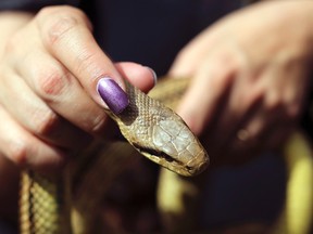 Woman holds a snake. 

REUTERS/Alessandro Bianchi
