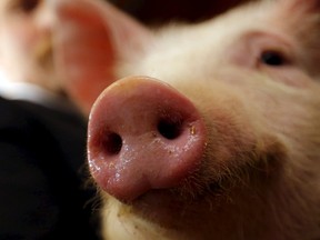 File photo of a pig at a farm in Hajmas, south-west Hungary March 31, 2015.  REUTERS/Laszlo Balogh