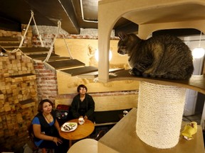 Customers look at a cat inside La Gateria restaurant in Mexico City June 4, 2015. La Gateria is a vegetarian restaurant where diners can play and interact with cats.  REUTERS/Edgard Garrido