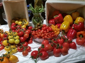 Gull Valley Greenhouses’ gorgeous tomato and pepper display at Indulgence. Graham Hicks photo
