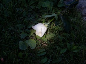 A beam of sunlight hits a single rose left at the scene of a shooting and fire near 186 Street and 62A Avenue, in Edmonton Alta. on Tuesday June 9, 2015. Edmonton Police Service officer Const. Dan Woodall was killed during the incident that occurred the evening of June 8, 2015. David Bloom/Edmonton Sun/Postmedia Network