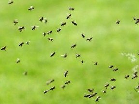 Bees.

REUTERS/David W Cerny