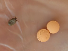 A nurse holds a deer tick and Lyme disease antibiotic. (Postmedia Network)