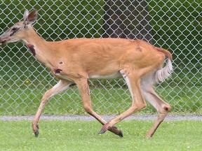 A Kanata neighbourhood is in disbelief after a female deer crashed through the window of a home on Abbyhill Dr. at about 7:30 a.m. Wednesday June 10, 2015. The deer ended up resting at the Graham Ball Soft-Ball Diamond before conservation officers shot her with a tranquilizer and removed her from the scene.  Tony Caldwell/Ottawa Sun/Postmedia Network