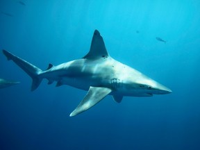 A file photo of the shark.

REUTERS/Hugh Gentry