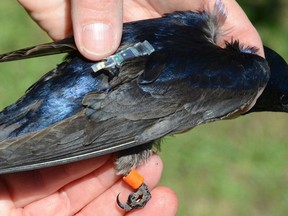 An adult martin with a geolocator. (Supplied photo)