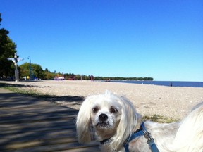 Jason Beck's dog Tazzy hangs out on the boardwalk in Gimli. If a proposed bylaw goes into effect, dogs will be banned from being in the area. (HANDOUT)