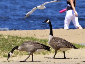 Canada geese look for food along the Petrie Island Beach.
(Errol McGihon/Ottawa Sun file