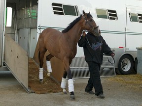 Danzig Moon arrives at Woodbine Racetrack on June 4, 2015. Danzig Moon is the favourite in the Plate Trial on June 14, 2015. (MICHAEL BURNS/Photo)