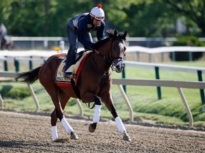 Danzig Moon, here training for the Preakness Stakes, had to be put down trackside after breaking his leg in the Plate Trial on Sunday at Woodbine. (AFP)