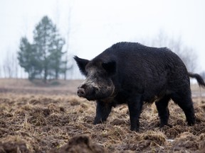A wild boar is pictured in this file photo. (Fotolia)
