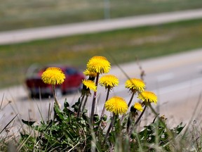 Dandelions season is back in Edmonton and they are painting the town yellow. These were captured at  82 st. and Anthony Henday Drive North in Edmonton, Alta. Hugo Sanchez/Special to the Edmonton Sun