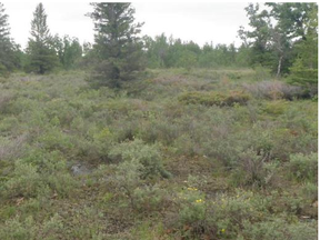Alvar -- a plant "community" found in the Interlake -- was protected due to its relative rareness in North America, making it an important habitat for a variety of birds, reptiles, mammals, and insects.