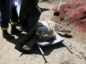 A white tiger that escaped from its enclosure during flooding lies on a stretcher after it was killed by police in Tbilisi, Georgia, June 17, 2015. (Reuters/Stringer)
