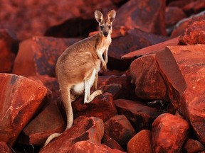A kangaroo stands on iron ore rocks close to the Dampier port at the Pilbarra region in Western Australia, in this file photo taken April 19, 2011. Scientists said on Thursday observations of kangaroo species in the wild showed that these Australian marsupials displayed a natural preference for using their left hand for feeding, self-grooming and other activities.  REUTERS/Daniel Munoz/Files