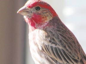 Shallow or sensible? A female house finch looking at this male would be assessing the redness of his head to determine whether or not he is a worthy mate. (PAUL NICHOLSON/Special to Postmedia Network)