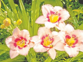 Daylilies or hemerocallis