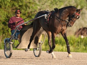 The unbeaten Wiggle It Jiggleit is the heavy favourite in tomorrow night’s Pepsi North America Cup at Mohawk Racetrack. (Michael Burns photo)