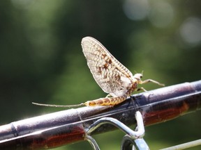 A brown drake mayfly.