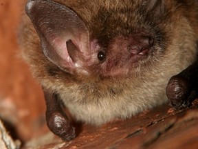 Little brown bat