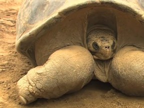 Speed the Galapagos tortoise
(Screenshot from YouTube)