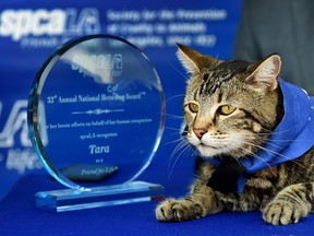 Tara a 7-year-old female cat looks out at the media after being presented with the 33rd Annual National Hero Dog Award by the Society for the Prevention of Cruelty to Animals-Los Angeles (SPCALA) on June 19, 2015.  In May, 2014, Tara became a YouTube sensation with the video 'My Cat Saved My Son' after she fought off a neighbors dog that attacked her owners son Jeremy in the driveway of their Bakersfield, California home. The SPCALA broke with tradition by presenting the award to a cat.    AFP PHOTO / MARK RALSTON