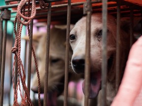 A dog looks out from its cage at a stall as it is displayed by a vendor as he waits for customers during a dog meat festival at a market in Yulin, in southern China's Guangin Yulin, in southern China's Guangxi province on June 22, 2015. The city holds an annual festival devoted to the animal's meat on the summer solstice which has provoked an increasing backlash from animal protection activists. AFP PHOTO / JOHANNES EISELE