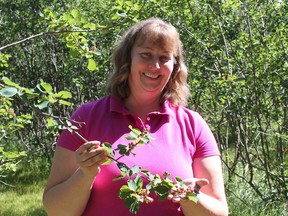 Bayfield Berry Farm owner, Marlene Beyerlein, holds onto the Saskatoon berry plant. Saskatoon berries are heartier than others and can withstand harsher climates. The berries can be eaten like any other berry or in jams, juices and baked goods. (Laura Broadley/Clinton News Record)