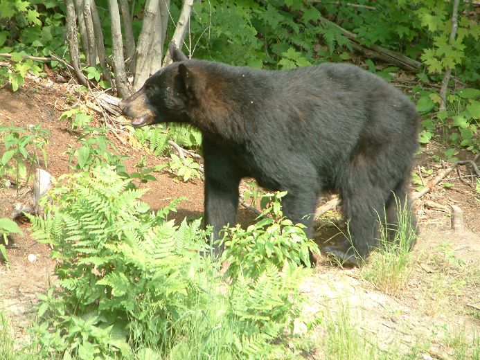 Sudbury PoV: Bear problem gets bare effort | Sudbury Star