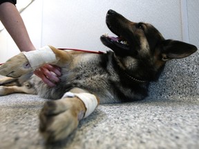 Tyson, a two-year-old German Shepherd, has been surrendered to the Ottawa Humane Society after its owner was charged by cops Sunday. Witnesses say the dog was dragged behind a vehicle for about a kilometre. 
Ottawa Sun file photo