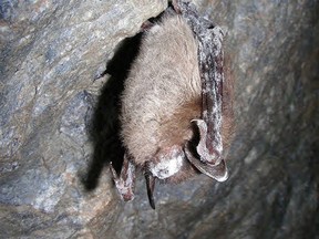 A little brown bat with white-nose syndrome (Postmedia Network file photo)