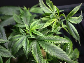 File photo of Marijuana plants on display for sale at the medical marijuana farmers market at the California Heritage Market in Los Angeles, California July 11, 2014.   REUTERS/David McNew/Files