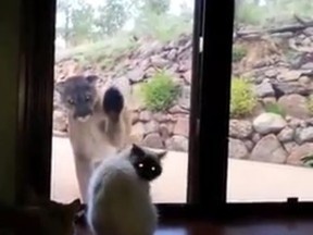 A house cat in Colorado stared down a large mountain lion in a video uploaded to YouTube. (YouTube/Screengrab)