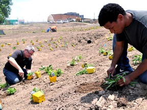 Volunteer Dillion Hoogstra (left) and David Corke, executive director of the London Training Centre, helps plant a flower bed in a new bioswale installed at Youth For Christ London on Adelaide Street in London Ont. June 22, 2015. CHRIS MONTNANINI\LONDONER\POSTMEDIA NETWORK