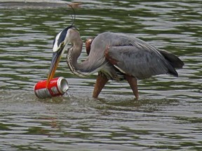 Letter writer Don Webb recently took this picture in the Coves and was shocked by what he captured. The heron was fine -- it just shook it off. (DON WEBB, Special to The Free Press)