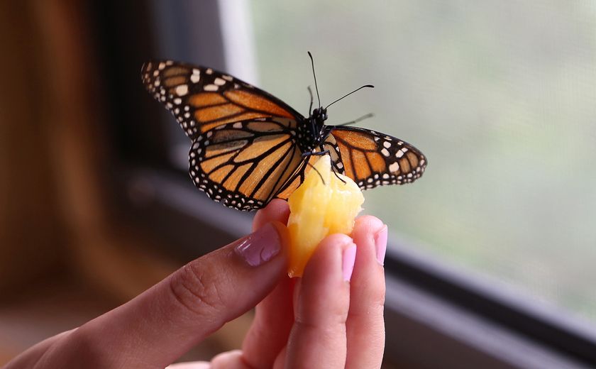Remembering a loved one through butterfly release Sudbury Star