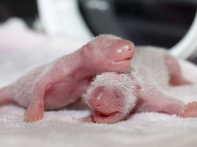 Newborn twin female panda cubs are seen inside an incubator at the Giant Panda Research Base in Chengdu, Sichuan province, China, June 22, 2015. Giant panda Ke Lin at the base gave birth to the female twins on Monday, local media reported. Picture taken June 22, 2015. REUTERS/China Daily