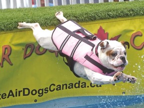 Pickles, a young bulldog owned by Marilyn Corbett of Caledon, soars through the air into the Ultimate Air Dog pool Saturday during Turtlefest.  CHRIS ABBOTT/TILLSONBURG NEWS