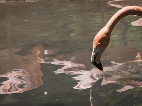 A pink flamingo is seen in an enclosure at the zoo in Almaty, Kazakhstan, June 3, 2015. REUTERS/Shamil Zhumatov