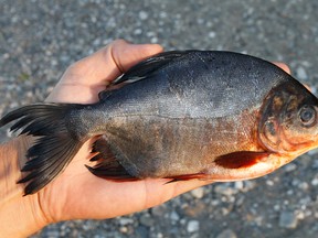 File photo of a Pacu. (Supplied by WENN.COM)