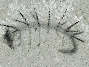 This handout picture released by Nature - University of Cambridge on June 24, 2015 shows the fossil of a prehistoric worm, the Hallucigenia sparsa, from the Burgess Shale, measuring 15 mm long. A tiny prehistoric worm so weird-looking that scientists have been trying to piece its anatomy together for decades. AFP/Nature-University of Cambridge/Martin R. Smith