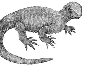 An artist's reconstruction shows the stem-turtle Pappochelys in this image released to Reuters on June 23, 2015. Scientists on June 24, 2015 announced the discovery of the oldest-known turtle, an 8-inch (20-cm) Triassic Period reptile combining traits of its lizard-like ancestors with a set of emerging turtle-like features. REUTERS/Rainer Schoch/Stuttgart Natural History Museum/Handout