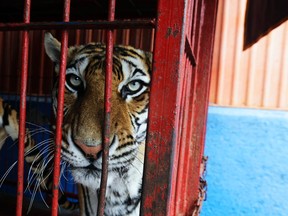 Six tigers, seven baboons, four camels and three dromedaries were found in Mexico. (Reuters file photo)