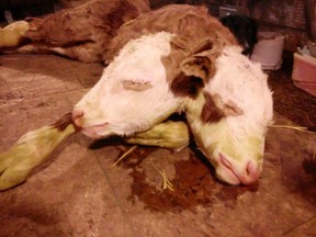 The two-headed calf that was born in Duane White's Beachburg, Ont., barn April 26, 2015. The calf did not survive the birth. (Submitted photo)
