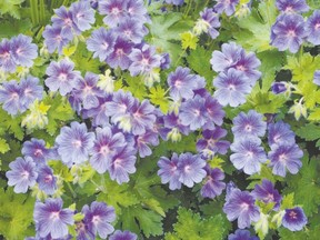 Perennial geranium