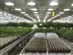 The "Mother Room" at ABcann Medicinals Inc. in Napanee shows six months worth of medicinal marijuana growth. (Elliot Ferguson/Whig-Standard file photo)