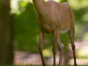 Once a rarity to be seen in southwestern Ontario, deer have made a huge recovery with populations now living even in cities, like these deer that live in Woodland cemetery in London, Ont. on Wednesday June 24, 2015. 
Mike Hensen/The London Free Press/Postmedia Network